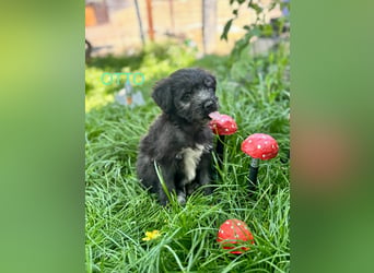 Otto Welpe - sucht seine Familie!
