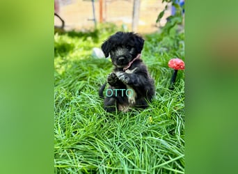 Otto Welpe - sucht seine Familie!