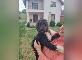 Pepe sucht eine ganz spezielle Familie