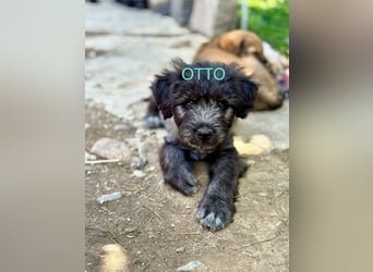 Otto Welpe - sucht seine Familie!