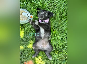 Otto Welpe - sucht seine Familie!
