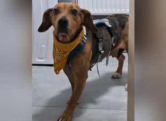 Ängstliche, zurückhaltende Mathilda sucht dringend eine neue Pflegestelle