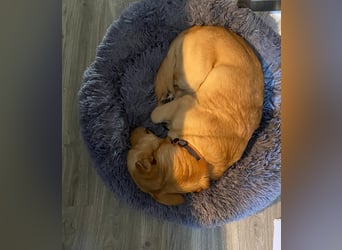 verschmuster, schlauer Mischling Balou sucht sein Zuhause