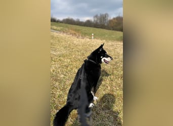 Notfall „Aiko" sucht dringend ein erfahrenes souveränes Zuhause