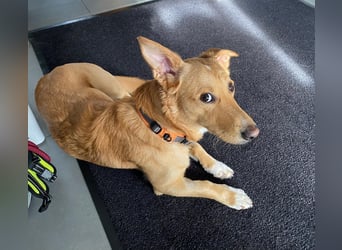 verschmuster, schlauer Mischling Balou sucht sein Zuhause