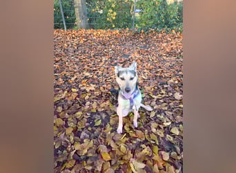 Padma – sensible, verschmuste Junghündin