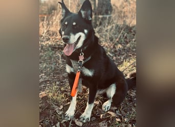 Notfall „Aiko" sucht dringend ein erfahrenes souveränes Zuhause