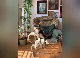 Padma – sensible, verschmuste Junghündin