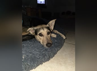 Padma – sensible, verschmuste Junghündin