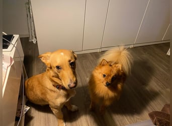 verschmuster, schlauer Mischling Balou sucht sein Zuhause