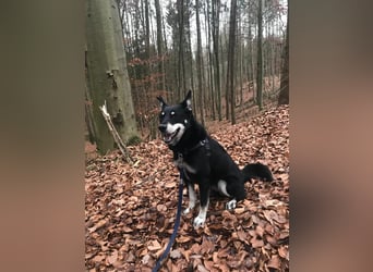 Notfall „Aiko" sucht dringend ein erfahrenes souveränes Zuhause