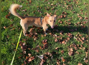 verschmuster, schlauer Mischling Balou sucht sein Zuhause