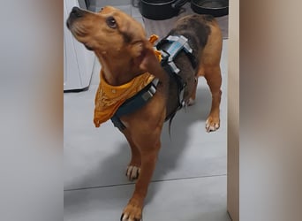 Ängstliche, zurückhaltende Mathilda sucht dringend eine neue Pflegestelle