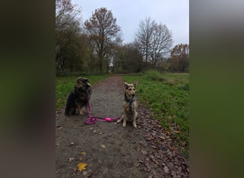 Padma – sensible, verschmuste Junghündin