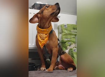 Ängstliche, zurückhaltende Mathilda sucht dringend eine neue Pflegestelle