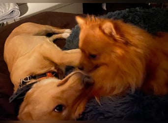 verschmuster, schlauer Mischling Balou sucht sein Zuhause