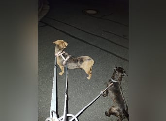 Ängstliche, zurückhaltende Mathilda sucht dringend eine neue Pflegestelle