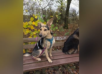 Padma – sensible, verschmuste Junghündin