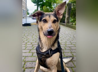 Padma – sensible, verschmuste Junghündin