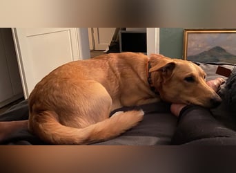 verschmuster, schlauer Mischling Balou sucht sein Zuhause