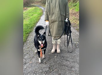 Notfall „Aiko" sucht dringend ein erfahrenes souveränes Zuhause