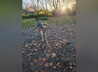 Padma – sensible, verschmuste Junghündin