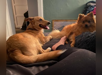 verschmuster, schlauer Mischling Balou sucht sein Zuhause