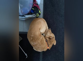 verschmuster, schlauer Mischling Balou sucht sein Zuhause