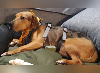 Ängstliche, zurückhaltende Mathilda sucht dringend eine neue Pflegestelle