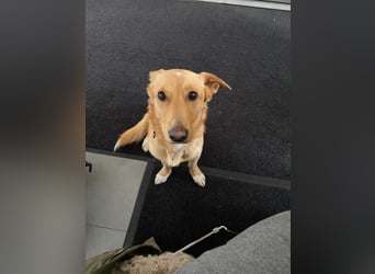 verschmuster, schlauer Mischling Balou sucht sein Zuhause