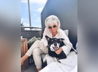 Notfall „Aiko" sucht dringend ein erfahrenes souveränes Zuhause