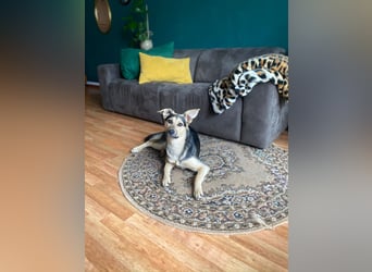 Padma – sensible, verschmuste Junghündin