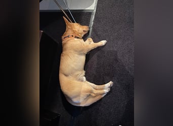 verschmuster, schlauer Mischling Balou sucht sein Zuhause