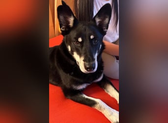 Notfall „Aiko" sucht dringend ein erfahrenes souveränes Zuhause