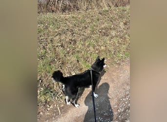 Notfall „Aiko" sucht dringend ein erfahrenes souveränes Zuhause