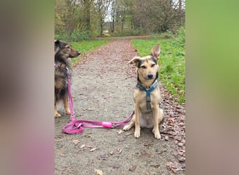 Padma – sensible, verschmuste Junghündin