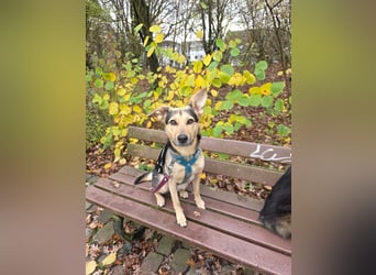 Padma – sensible, verschmuste Junghündin