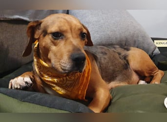 Ängstliche, zurückhaltende Mathilda sucht dringend eine neue Pflegestelle