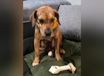 Ängstliche, zurückhaltende Mathilda sucht dringend eine neue Pflegestelle