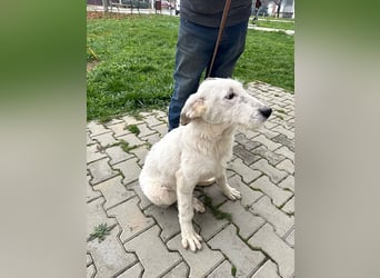 Anabell - 7 Monate junges, freundliches, liebes Hundemädchen sucht ein Zuhause