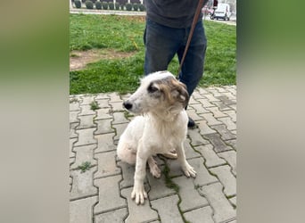 Anabell - 7 Monate junges, freundliches, liebes Hundemädchen sucht ein Zuhause