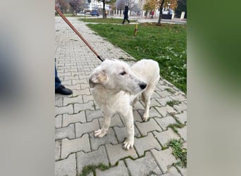 Anabell - 7 Monate junges, freundliches, liebes Hundemädchen sucht ein Zuhause