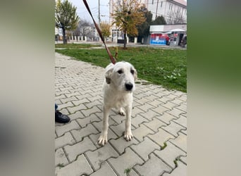 Anabell - 7 Monate junges, freundliches, liebes Hundemädchen sucht ein Zuhause