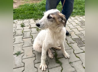 Anabell - 7 Monate junges, freundliches, liebes Hundemädchen sucht ein Zuhause