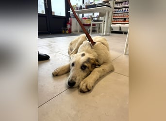 Anabell - 7 Monate junges, freundliches, liebes Hundemädchen sucht ein Zuhause