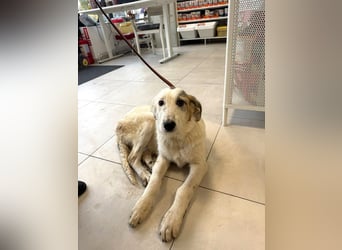 Anabell - 7 Monate junges, freundliches, liebes Hundemädchen sucht ein Zuhause