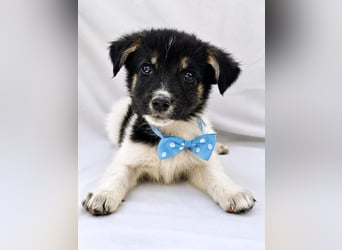 BANDIT - Vier kleine Seelen dürfen nicht im Tierheim verschwinden