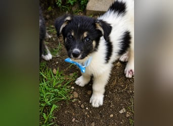 BANDIT - Vier kleine Seelen dürfen nicht im Tierheim verschwinden