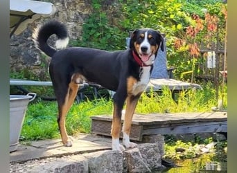 Fritz - sportlicher, lernwilliger Rüde sucht seine Familie