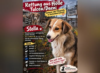 Hübsche Stella sucht ihr Glück 